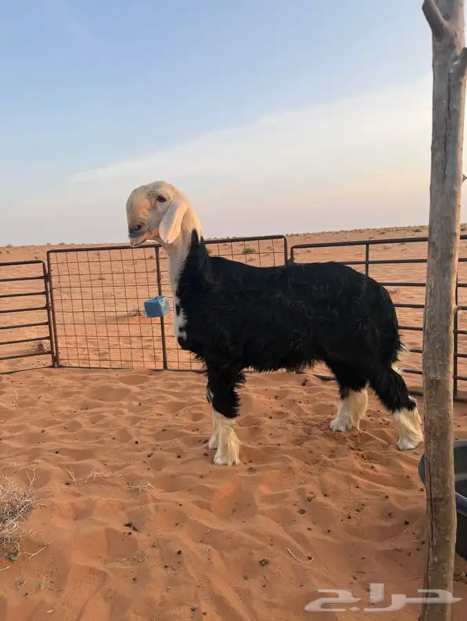 خروف نجدي مشروع فحل 1