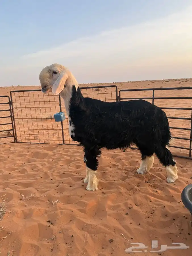 خروف نجدي مشروع فحل 0