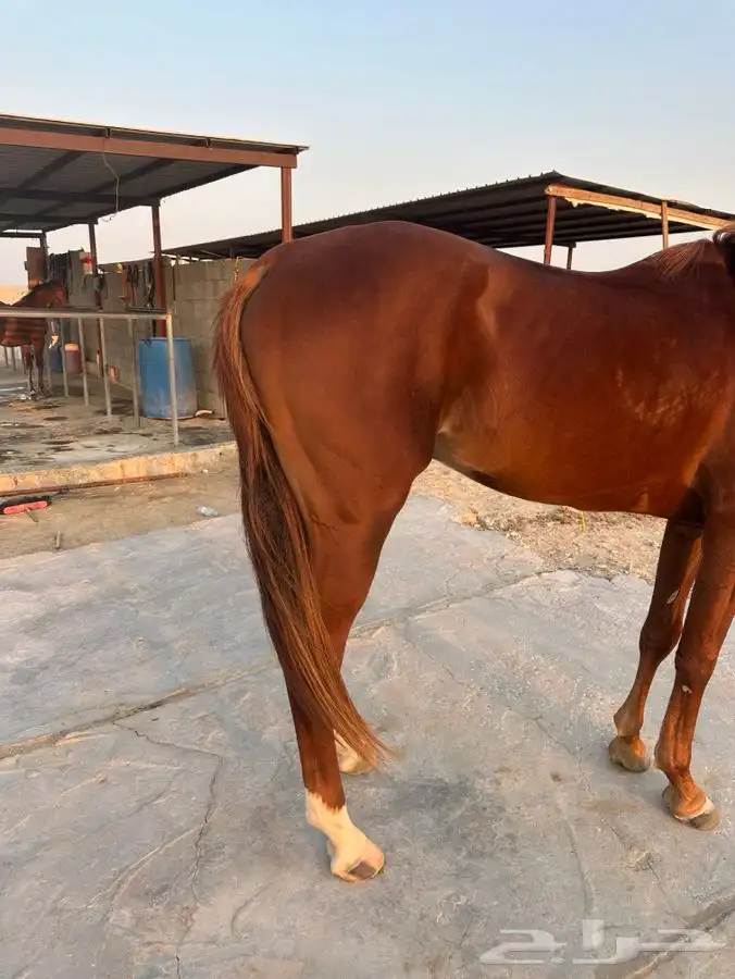 حصان شعبي للبيع 1