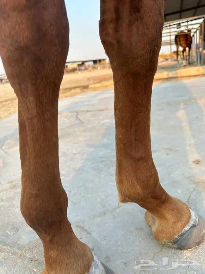 حصان شعبي للبيع 3