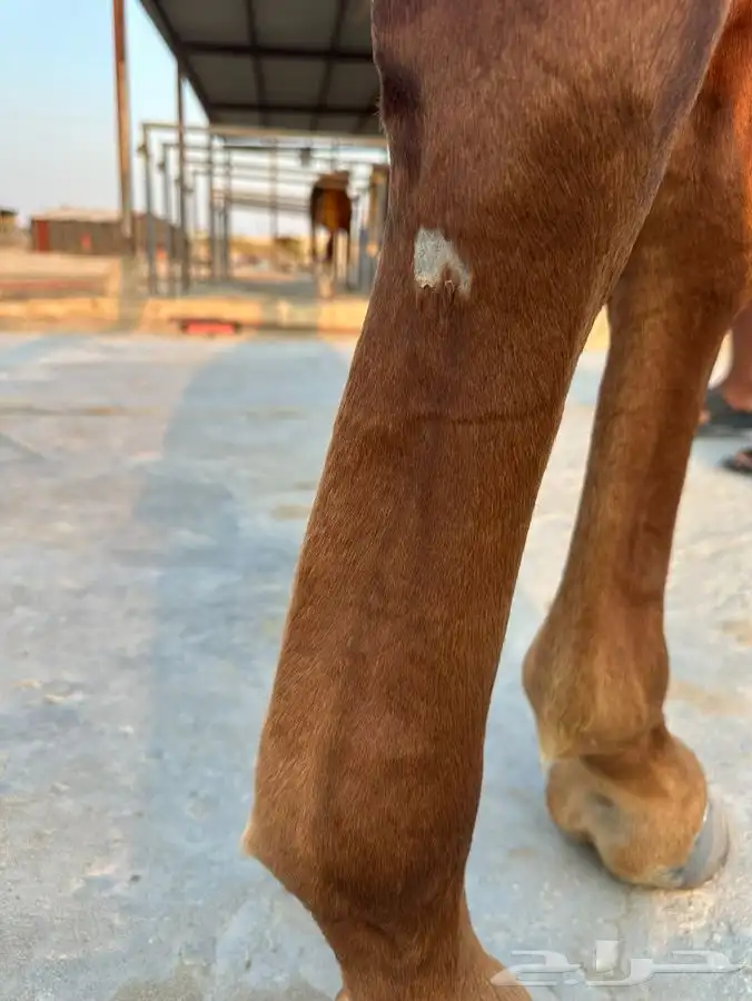 حصان شعبي للبيع 4