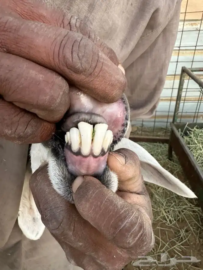 متابيع للبيع 2