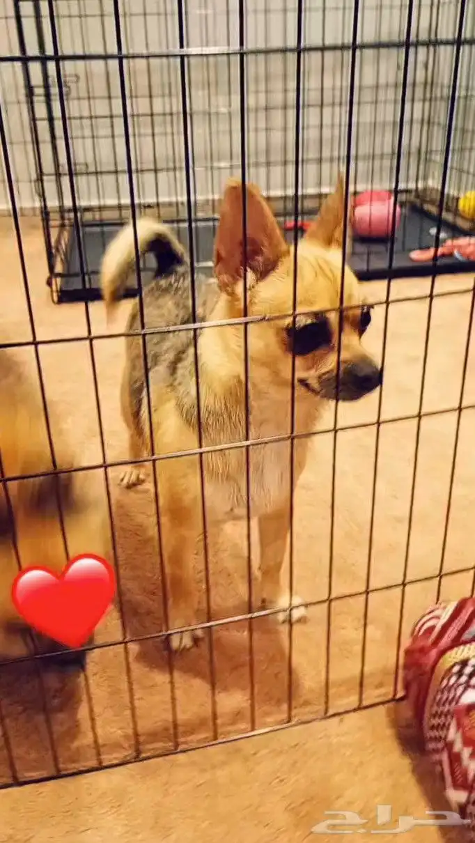 كلب شيواوا مكسيكي تي كب فيس التفاحه 1