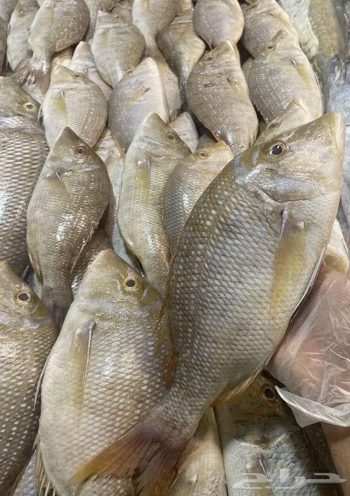 للبيع سمك و وبيان طازج 9