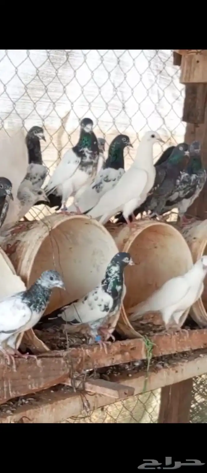 حمام باكستاني 60 حبه مشاءالله 1