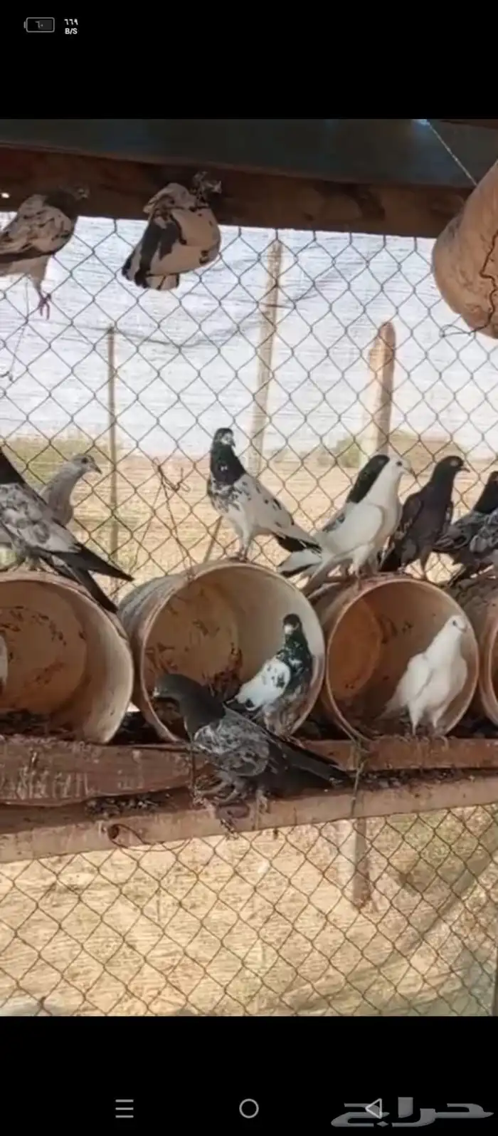 حمام باكستاني 60 حبه مشاءالله 2