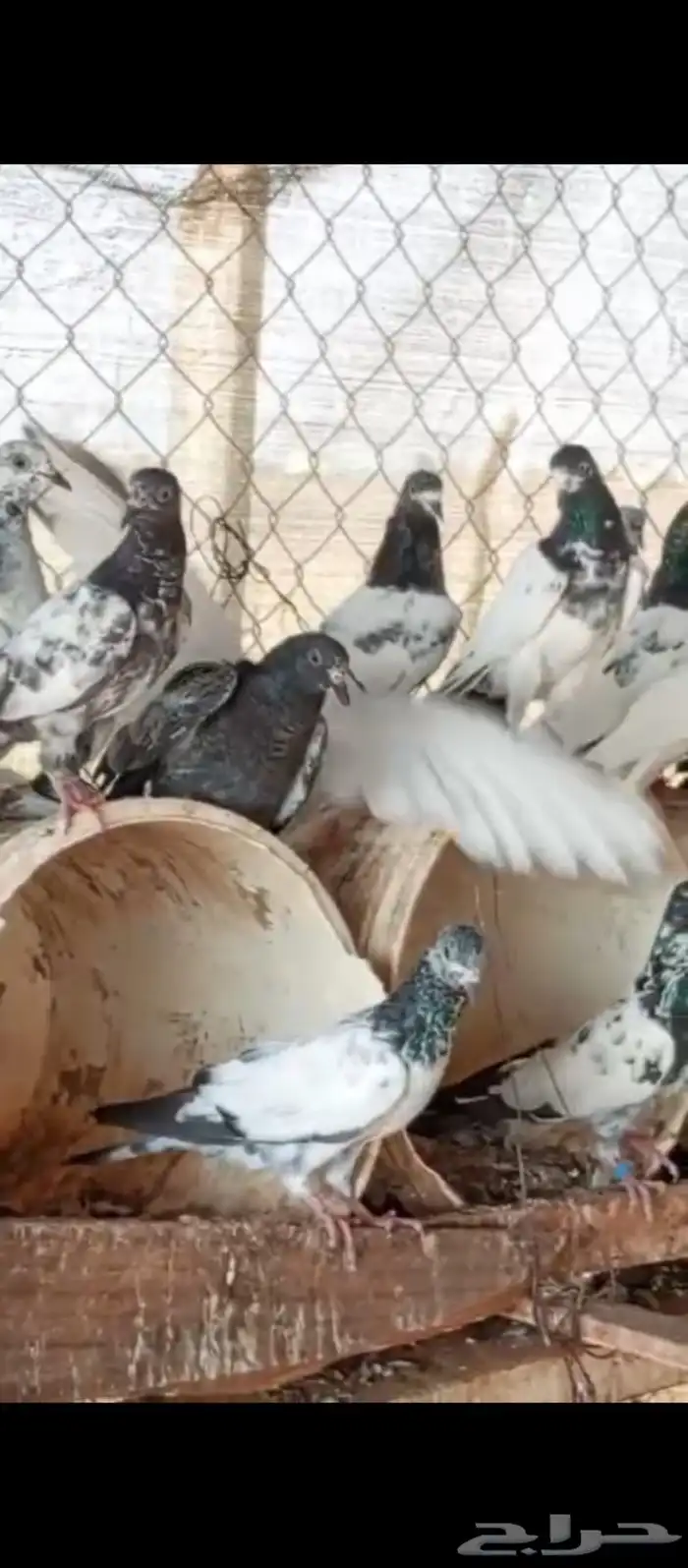 حمام باكستاني 60 حبه مشاءالله 0