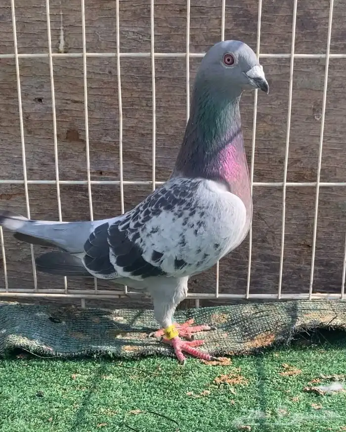 حمام زاجل سباق نوادر 13