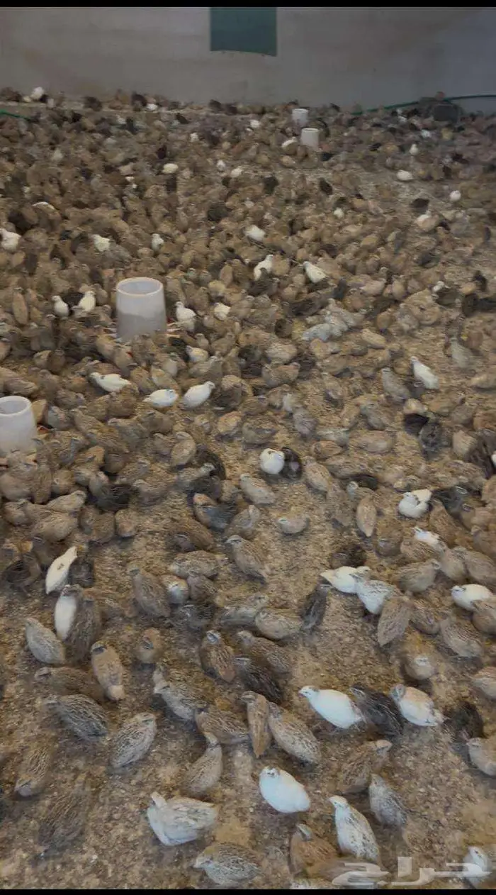 سمان فري وبيض مخصب 0