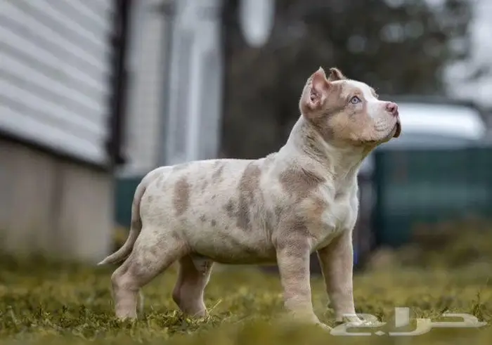 متوفر جرو للبيع امريكان بولي ولد 3