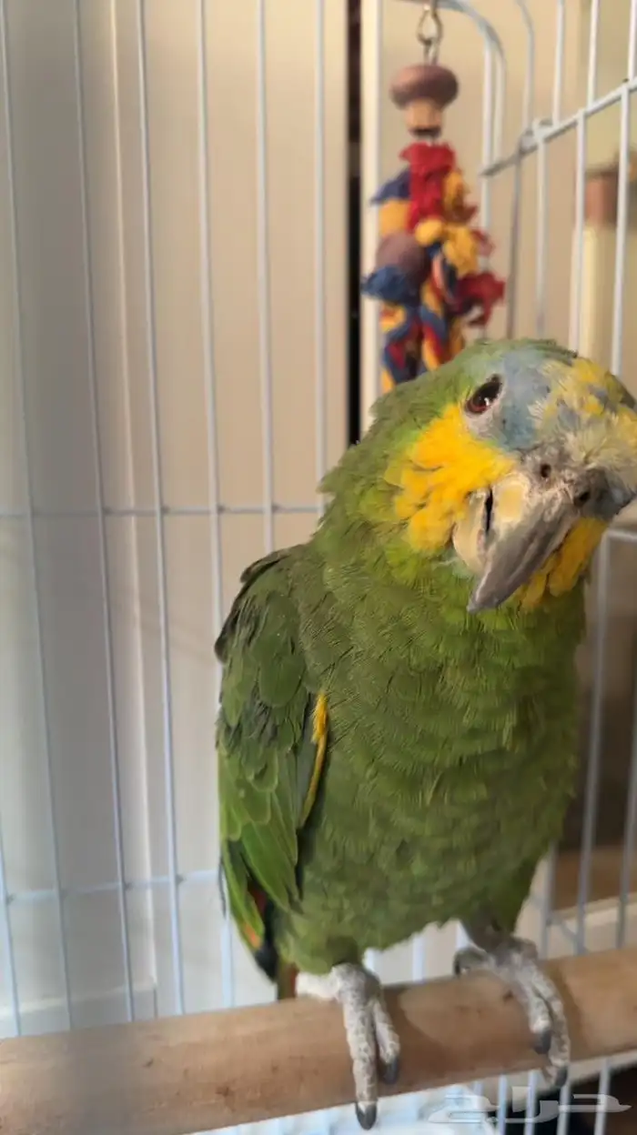 ببغاءامزوني 0