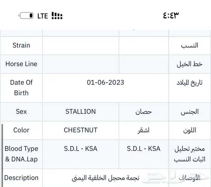 حصان ورق كفو كفو الحد 9 الف 3
