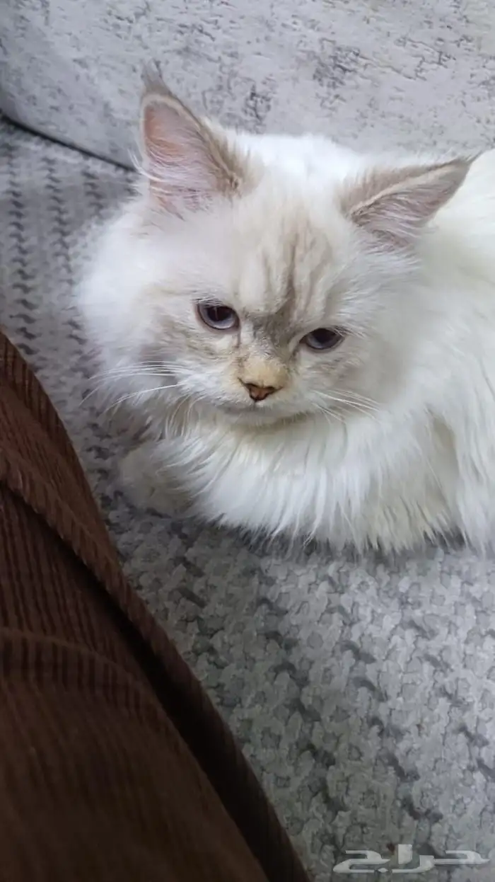 للبيع هملايا فاخر 0