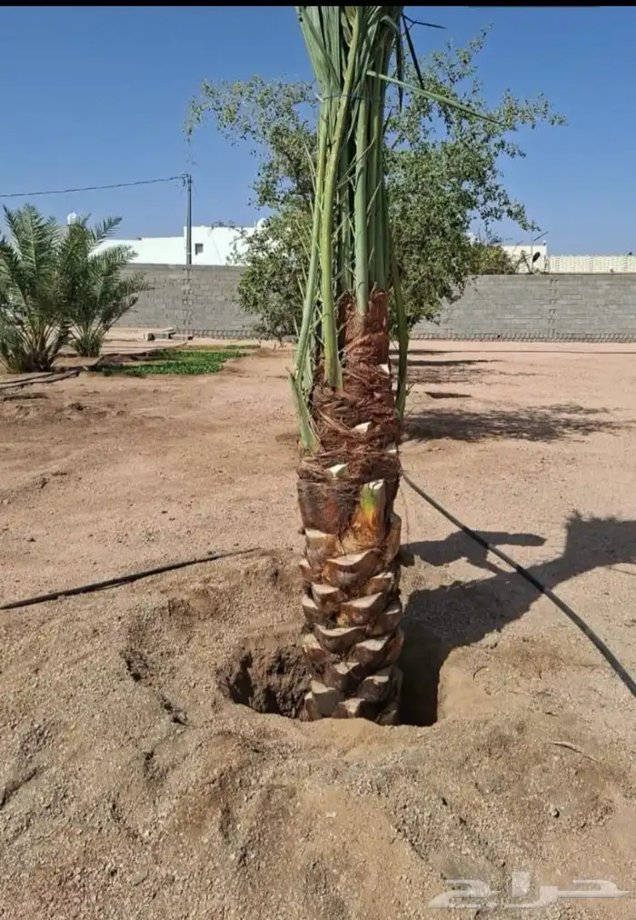 مقاول نخيل قلع وغرس وتكريب وتلقيح وتشويك متواجدين في انحاء ا 4