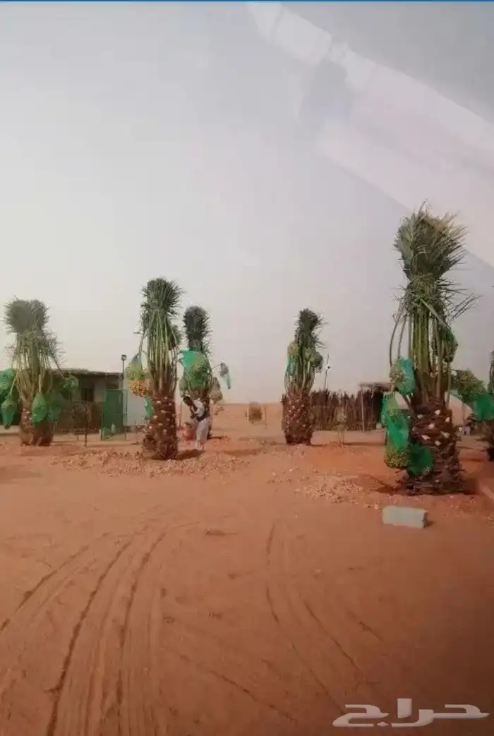 نخل طيب وسعر معقول 2