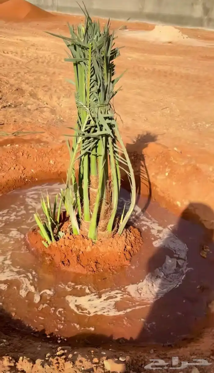 نخيل مثمر وزينه بجميع أنواعه ومقاساته المختلفه 5