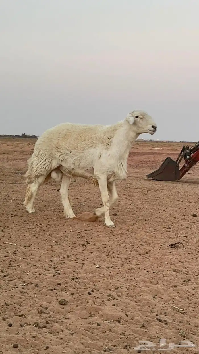 خروف حري ثني يبي يربع شرط القريع 0