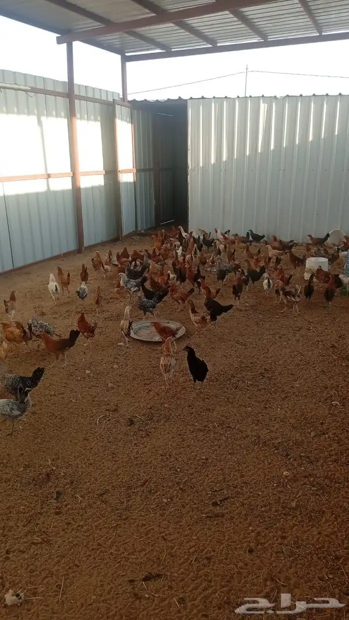 دجاج و ديك نظيف 0