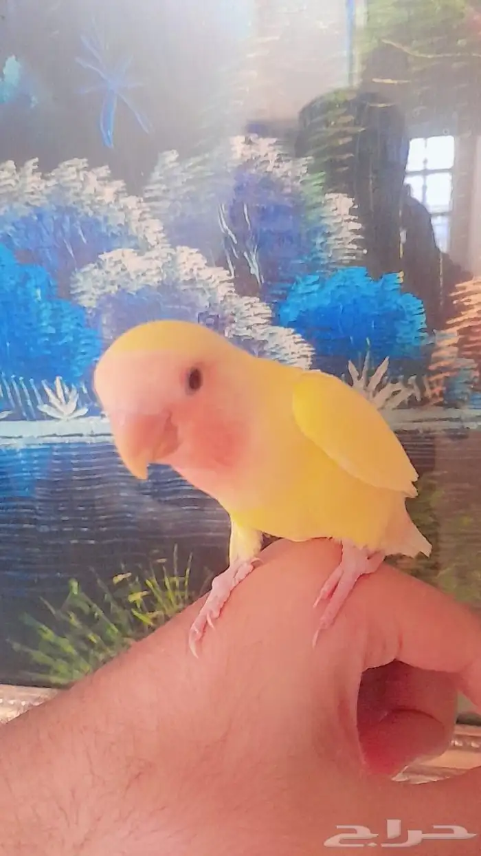 روز فروخ روز هدد 6