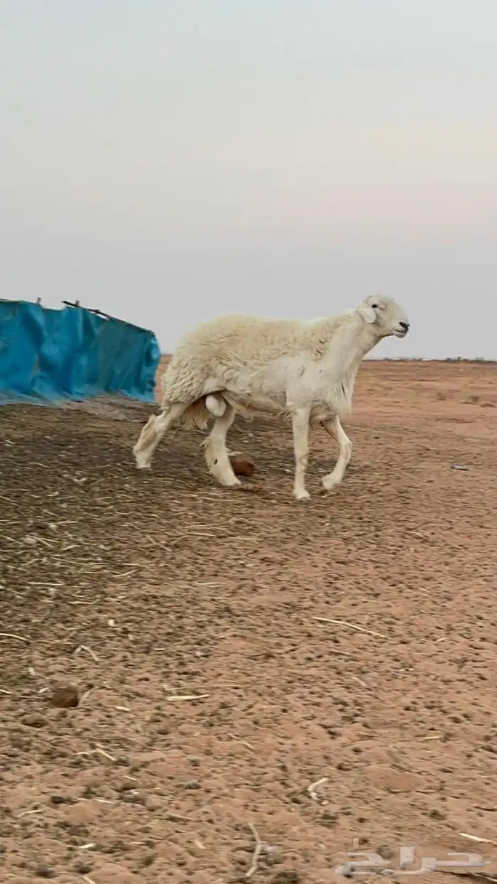 خروف حري ثني يبي يربع شرط القريع 3