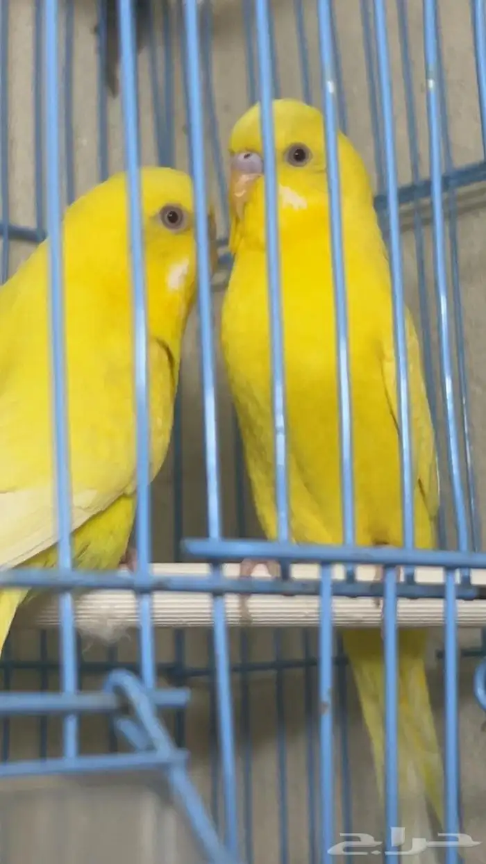 بادجي لاتينو للبيع 1