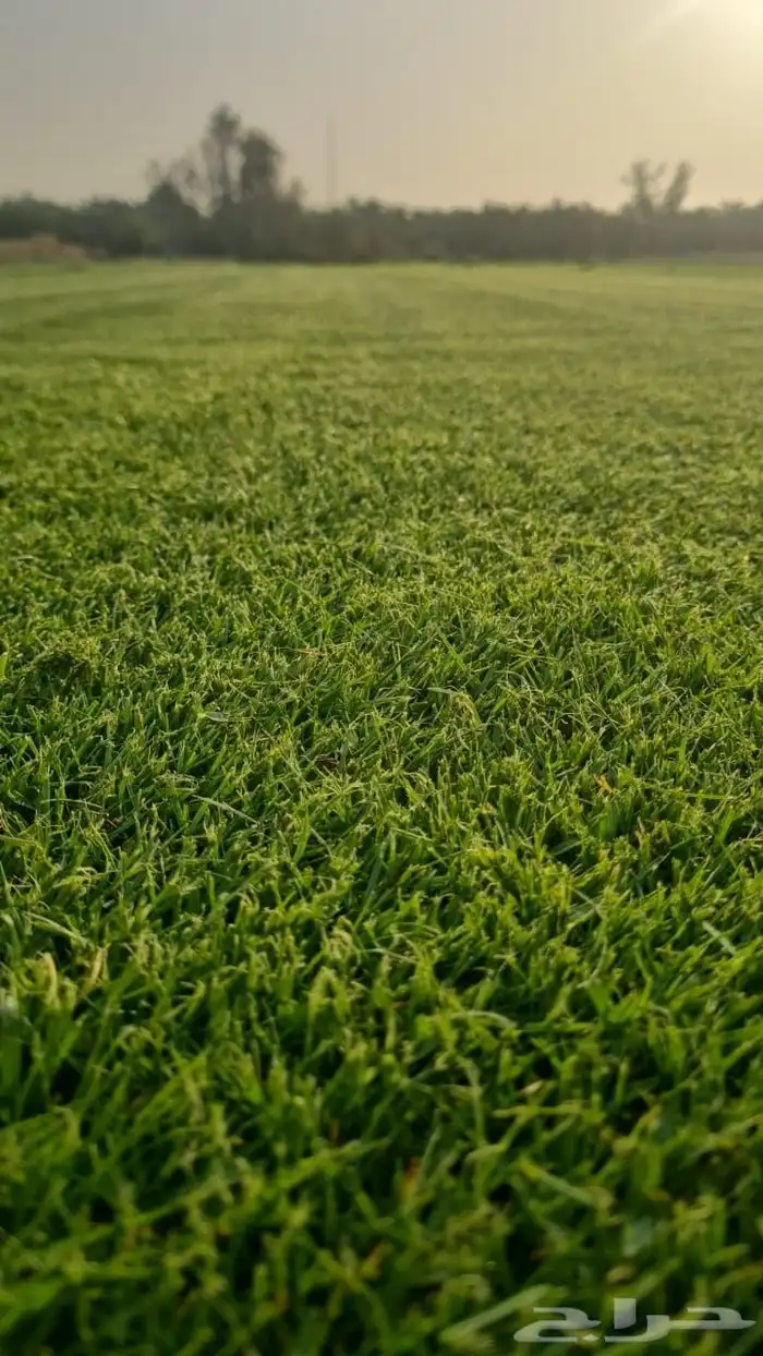 ثيل طبيعي سي ألفين 4