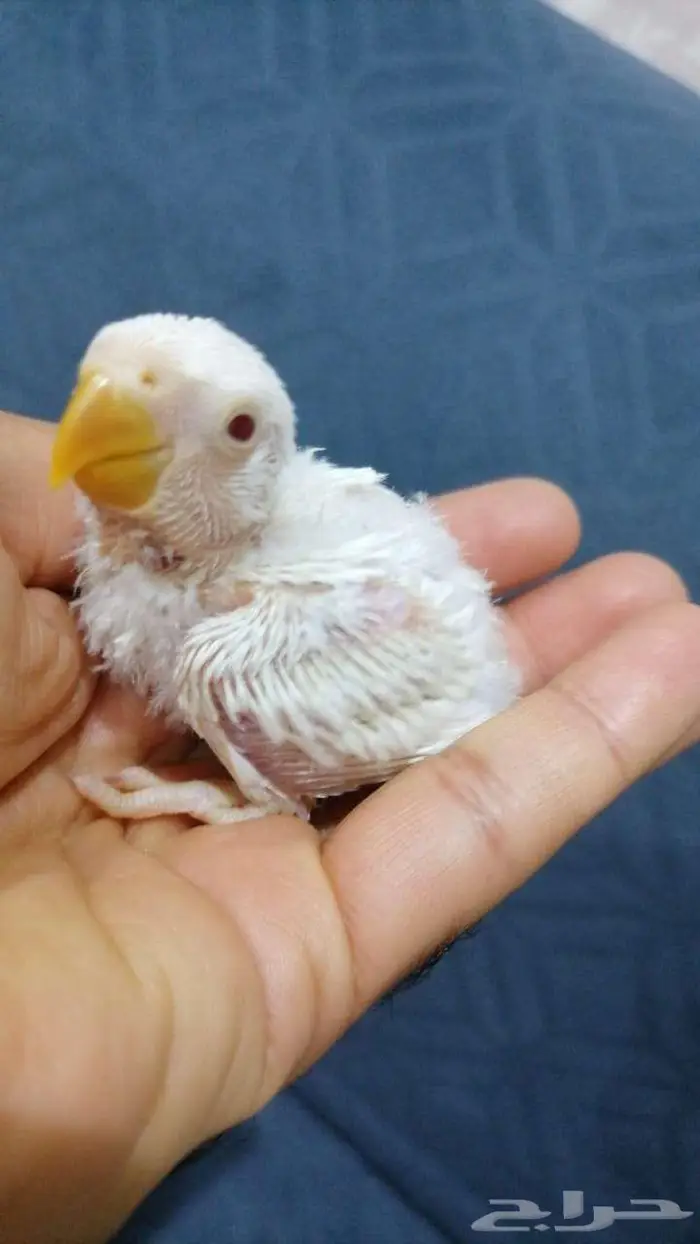 للبيع فروخ روز البينو 0