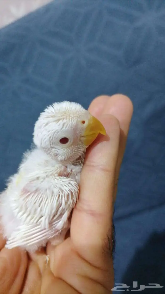 للبيع فروخ روز البينو 1