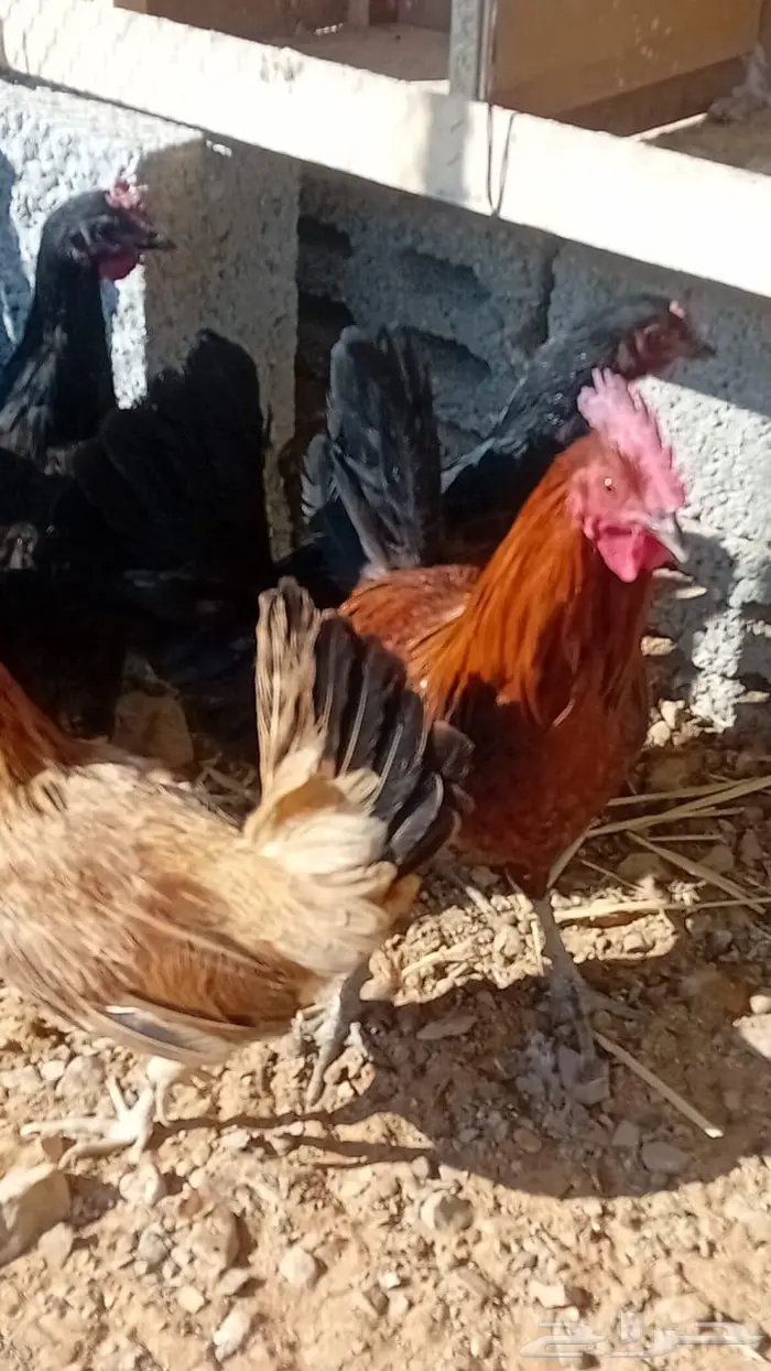 للبيع دجاج بياض بلدي 4