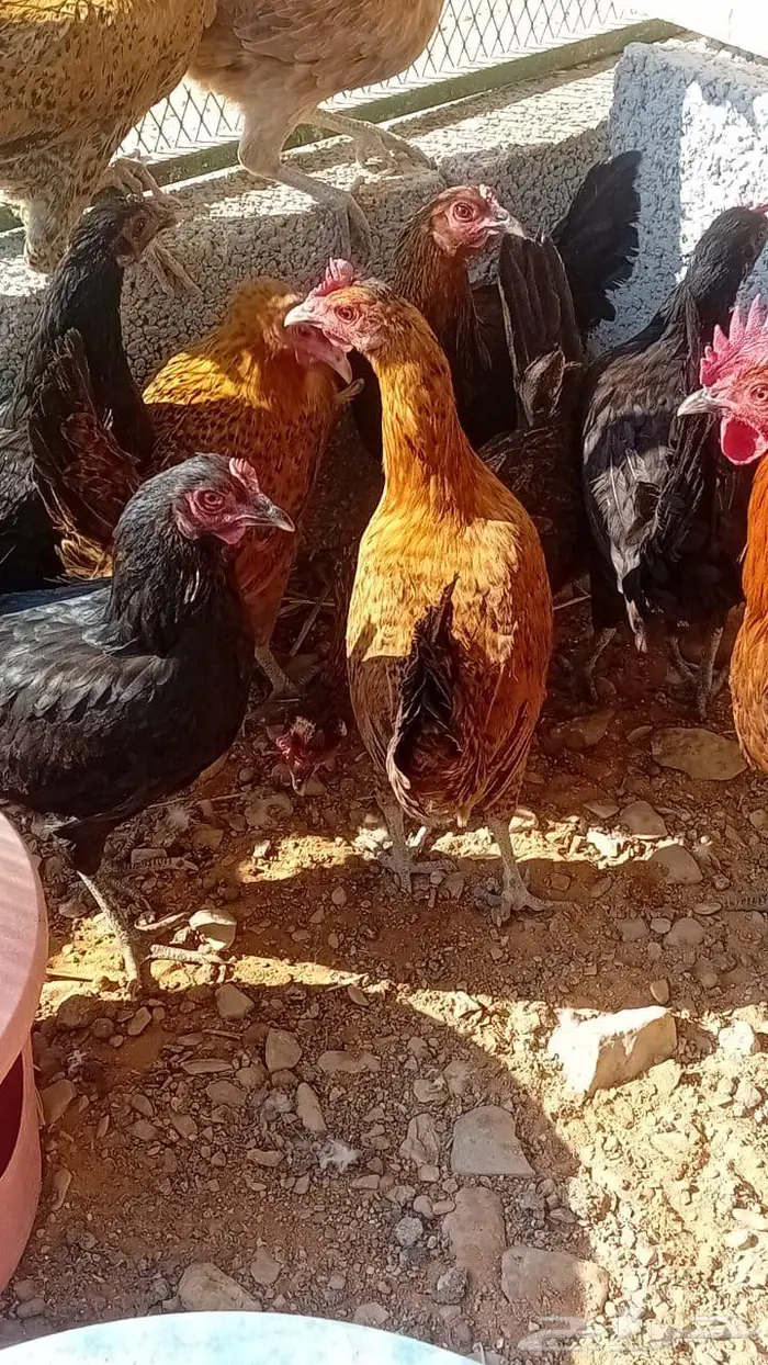 للبيع دجاج بياض بلدي 3