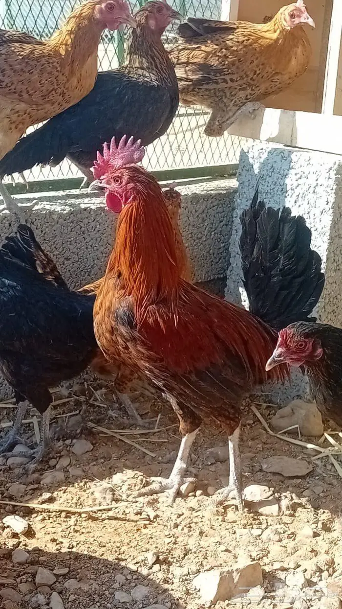 للبيع دجاج بياض بلدي 1