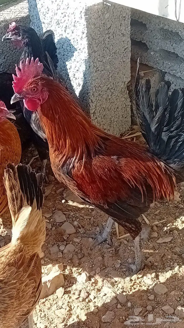 للبيع دجاج بياض بلدي 5