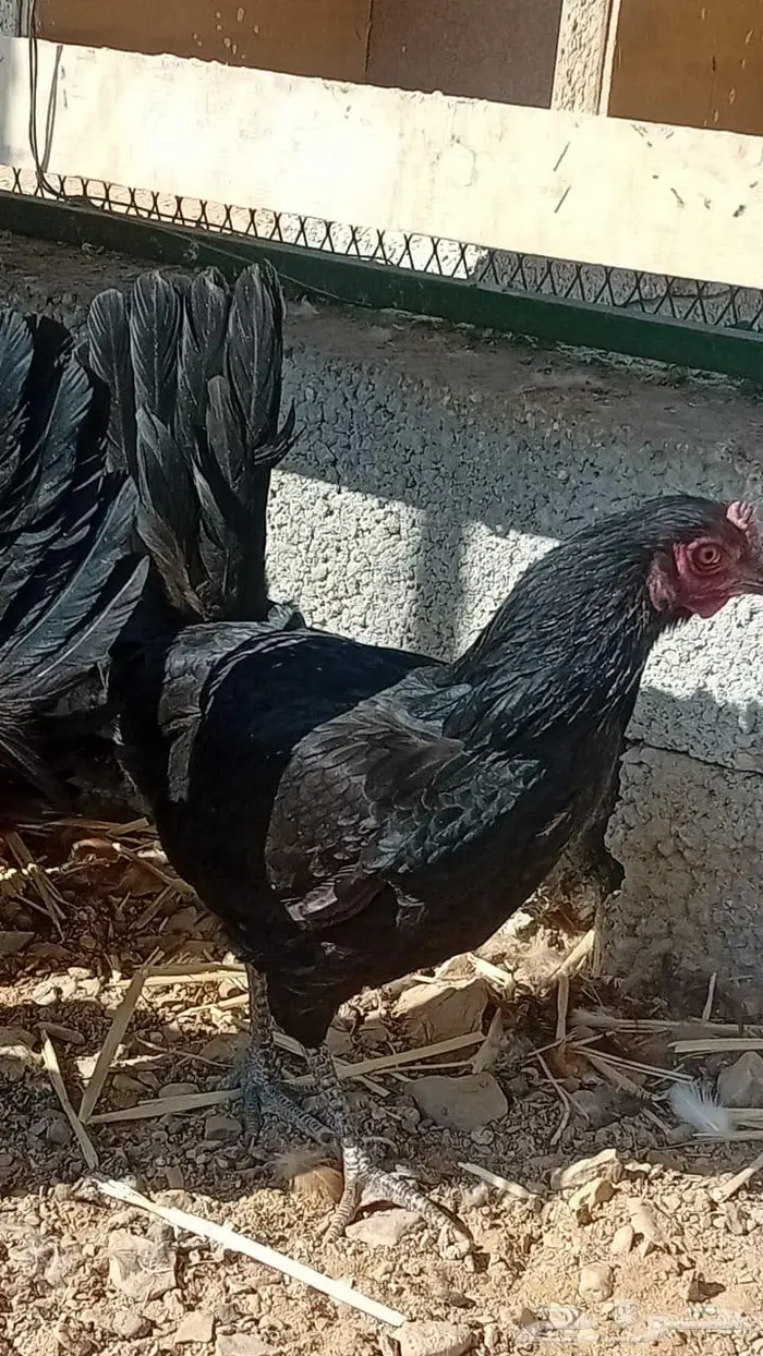 للبيع دجاج بياض بلدي 2