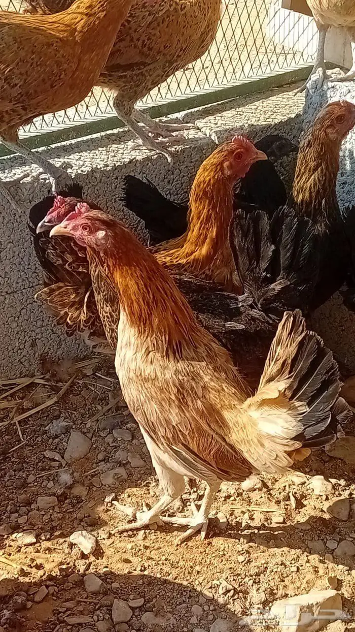 للبيع دجاج بياض بلدي 0