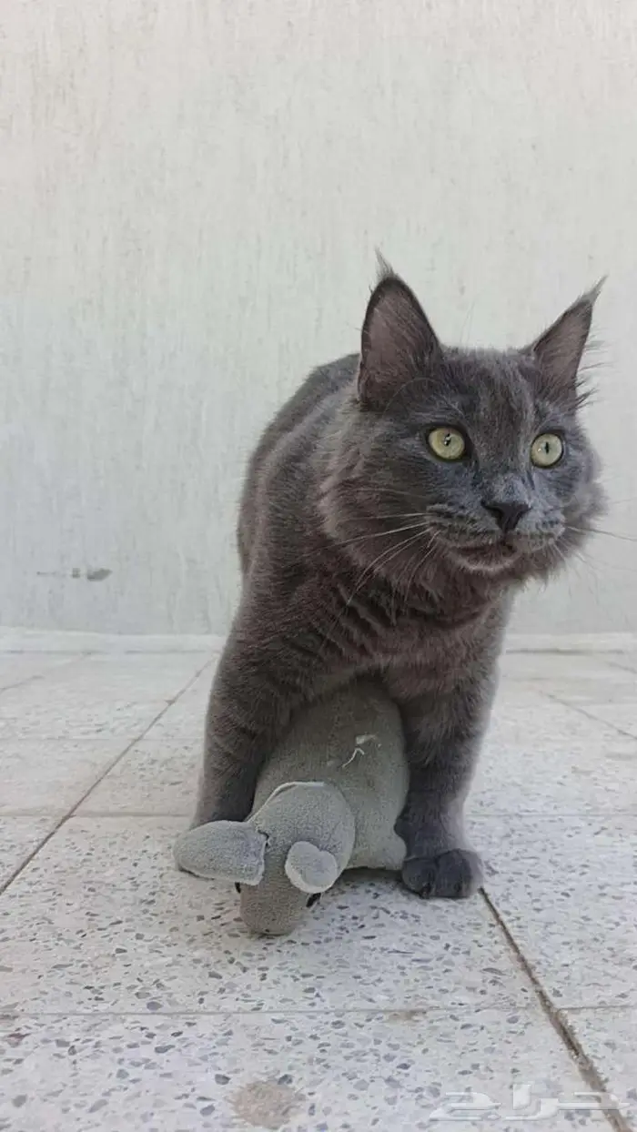 قط نيبيلونيج ذكر للتزاوج 2