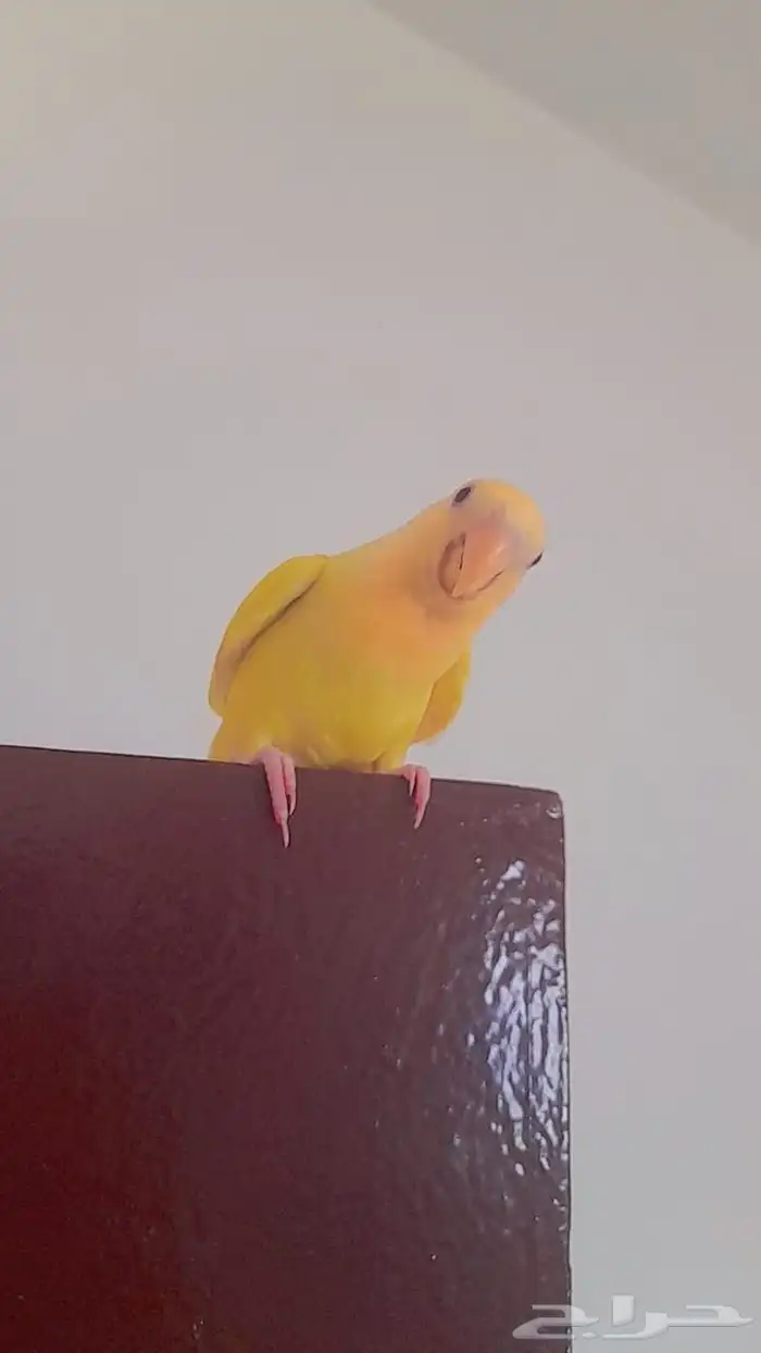 روز فروخ روز هدد 2