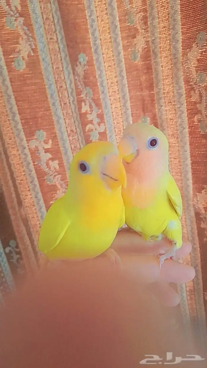 روز فروخ روز هدد 0