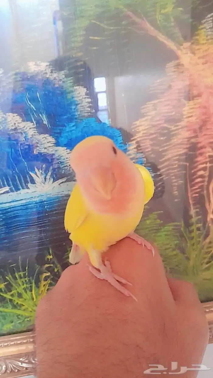 روز فروخ روز هدد 4