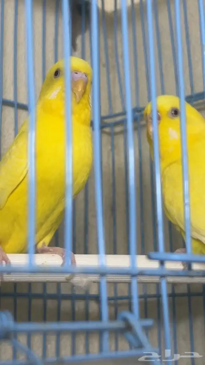 بادجي لاتينو للبيع 0