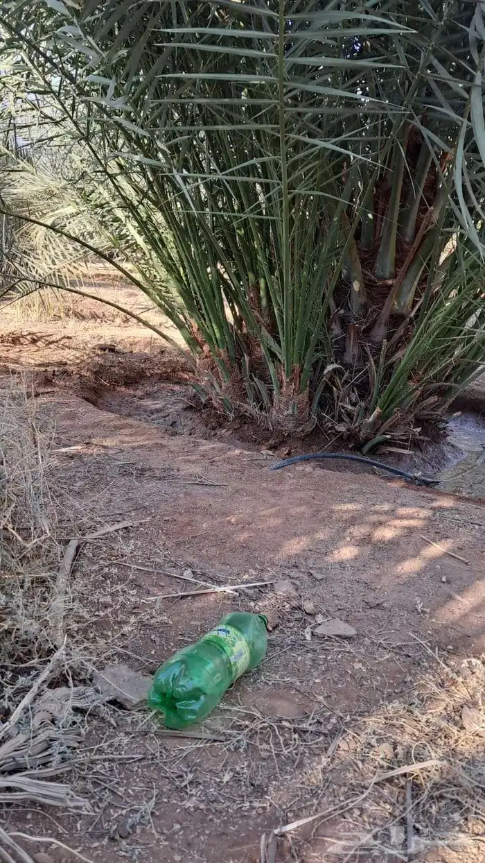 يوجد الدنيا نخل للبيع اخلاص الرياض 2