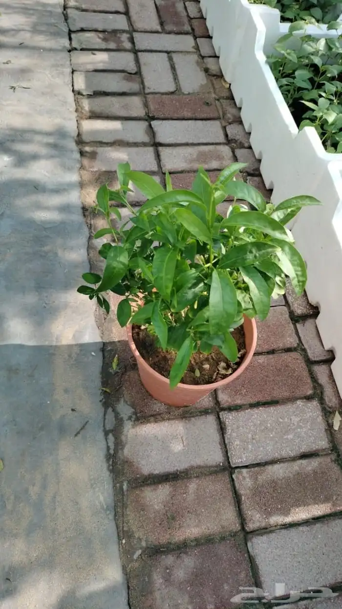 مزارع ومنسق حدائق 6