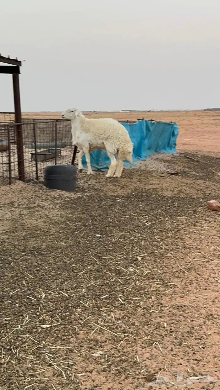 خروف حري ثني يبي يربع شرط القريع 1