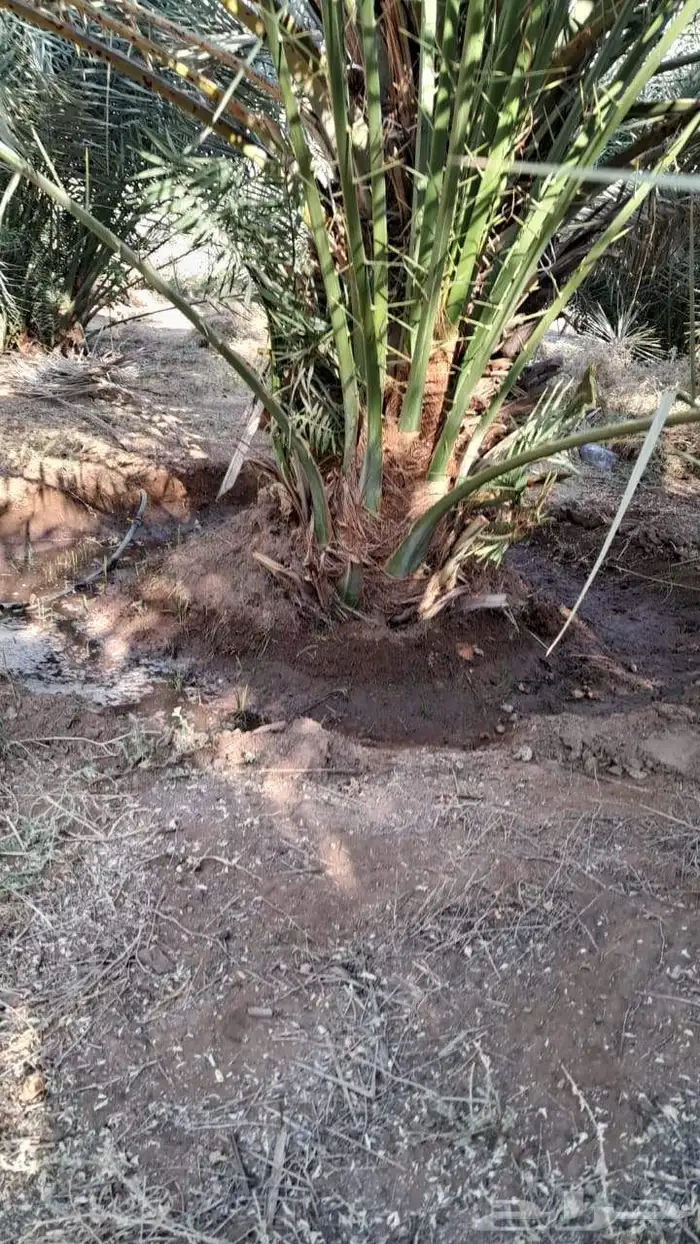 يوجد الدنيا نخل للبيع اخلاص الرياض 3