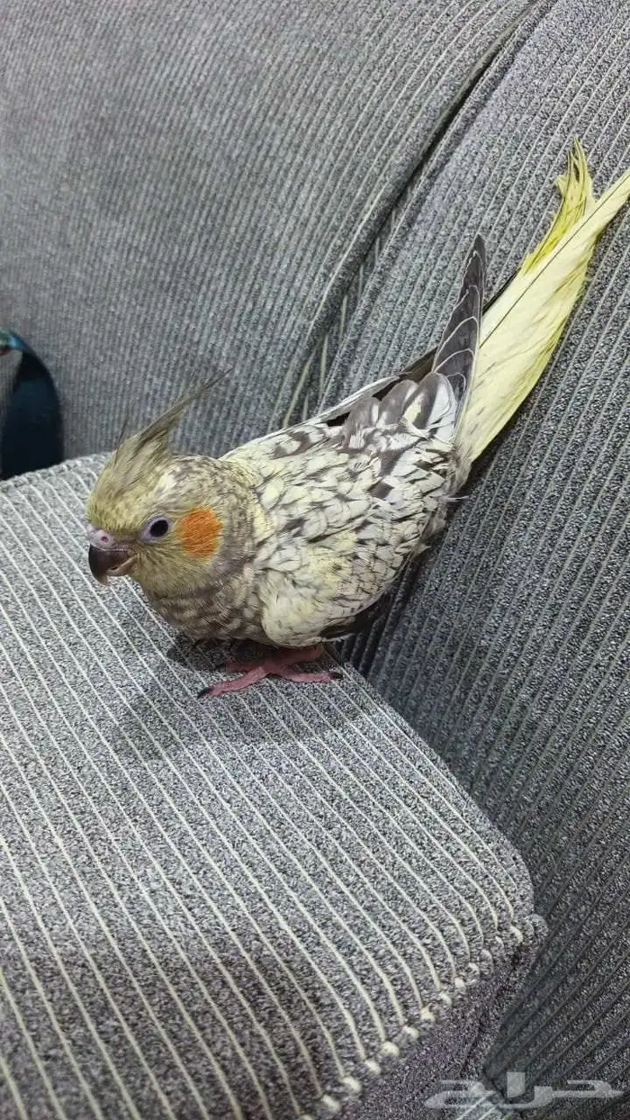 كروان جميل وصحة ممتازه والصوره واضحه 1