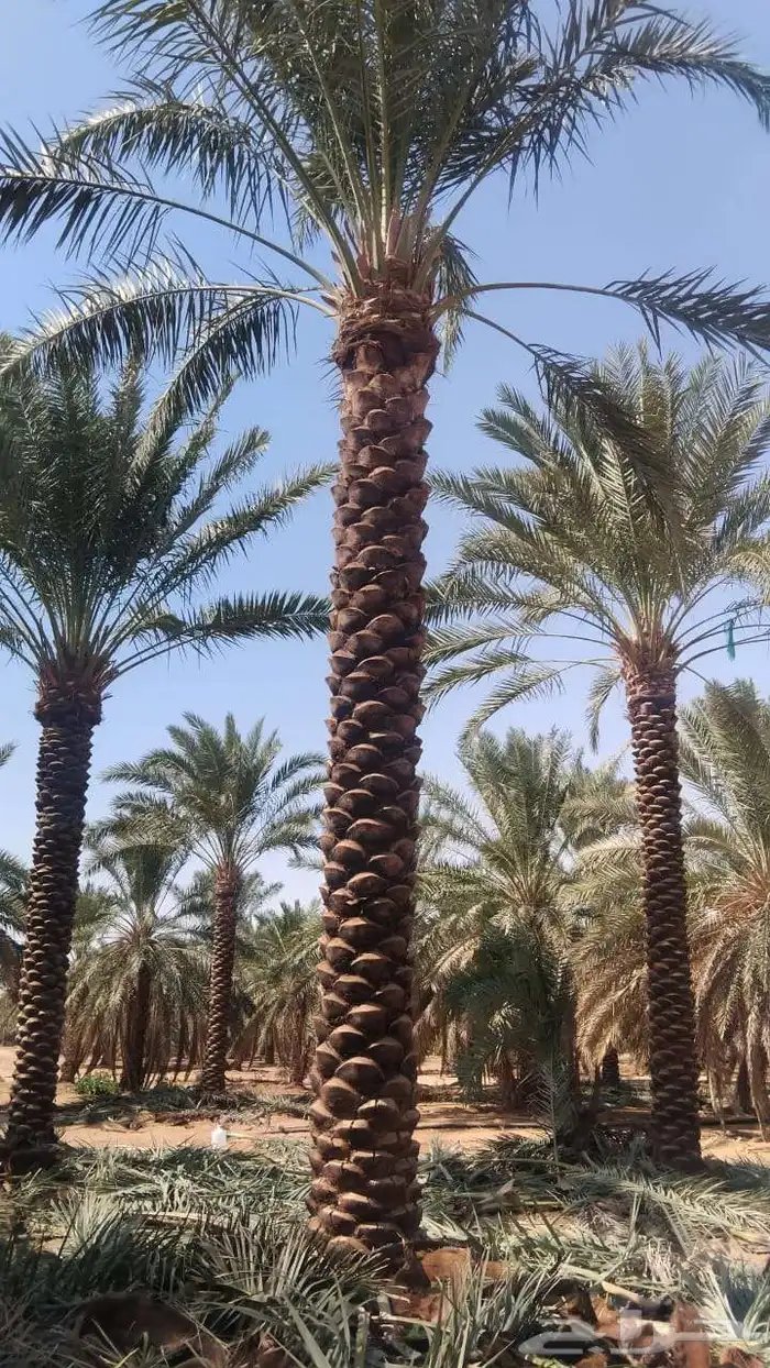 بيع نخل عربي ونخل الوشنطني 0