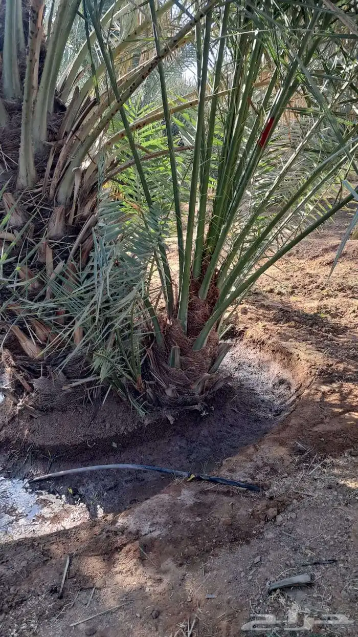 يوجد الدنيا نخل للبيع اخلاص الرياض 1