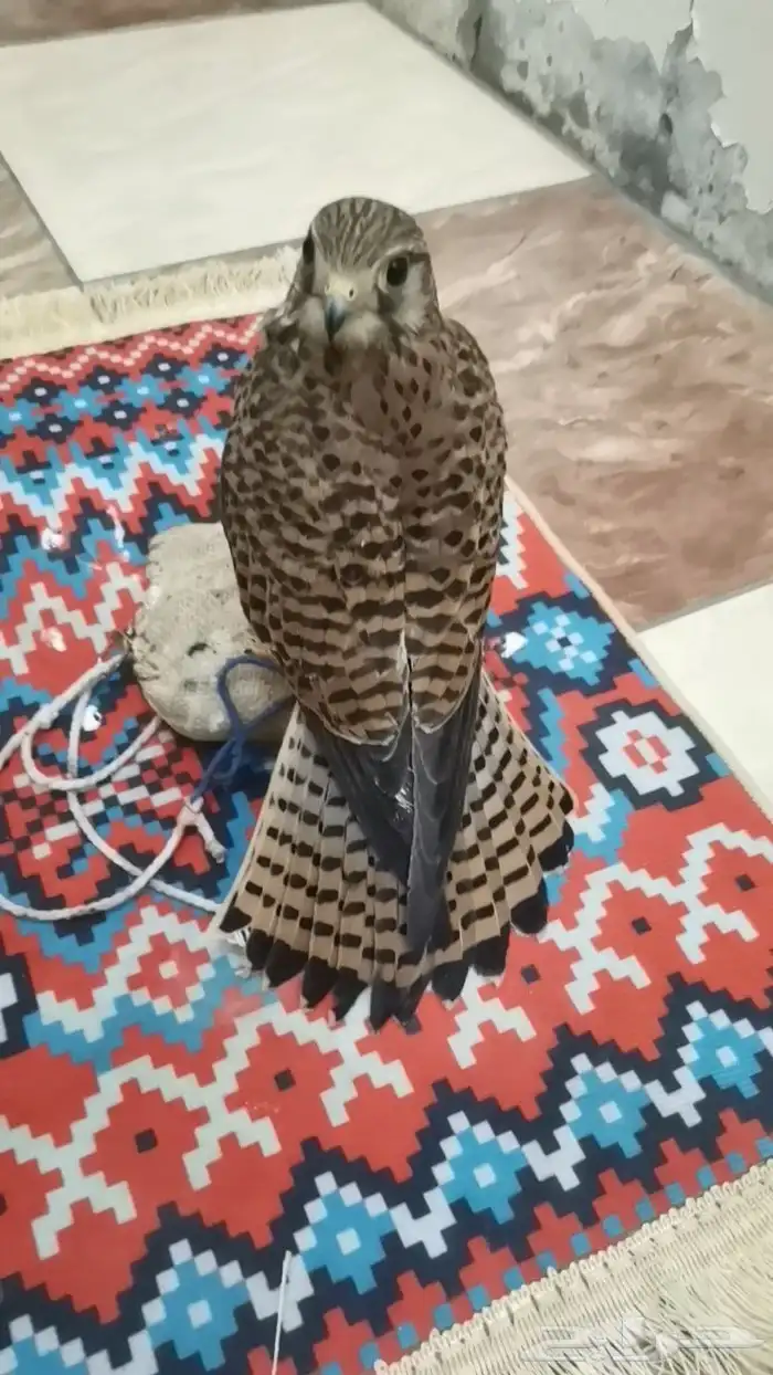 باشق للبيع مدرب على السوم 0