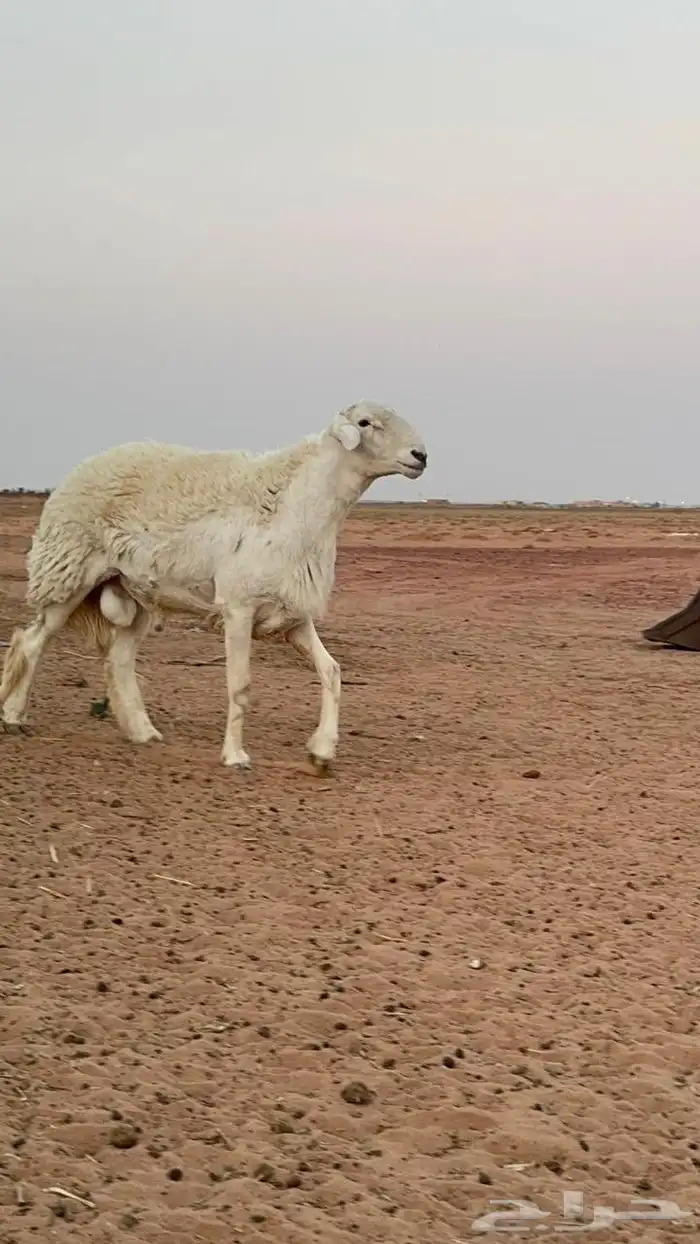 خروف حري ثني يبي يربع شرط القريع 4