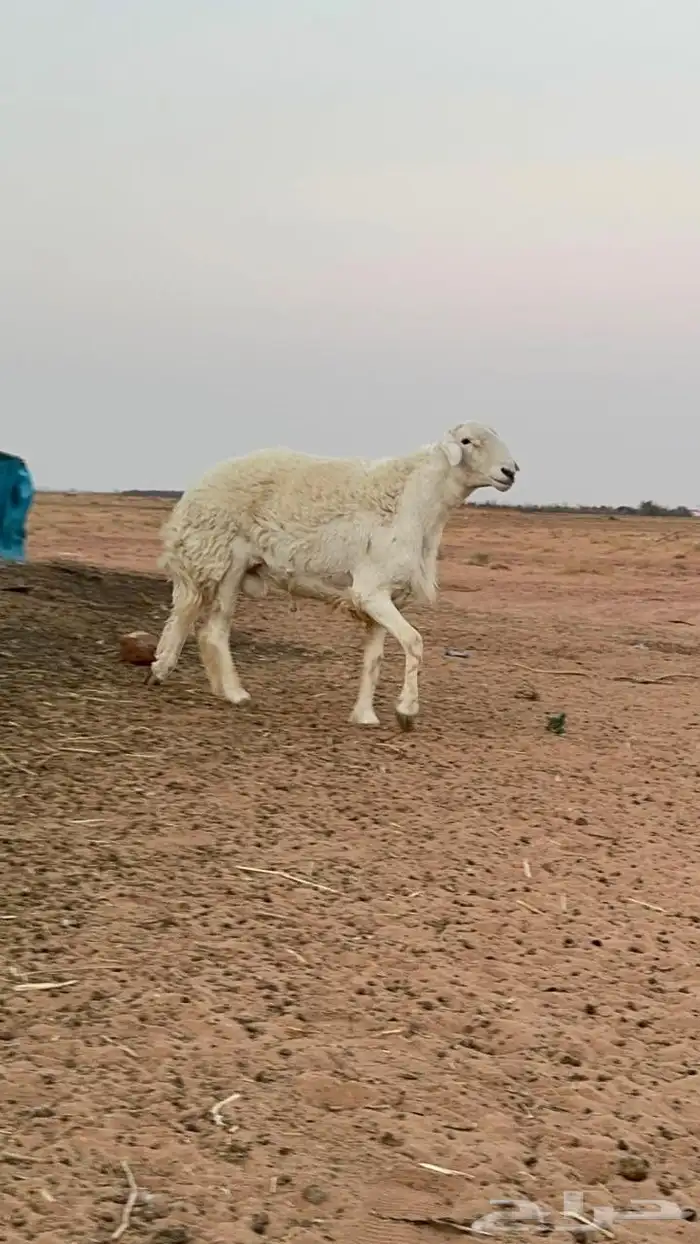 خروف حري ثني يبي يربع شرط القريع 2