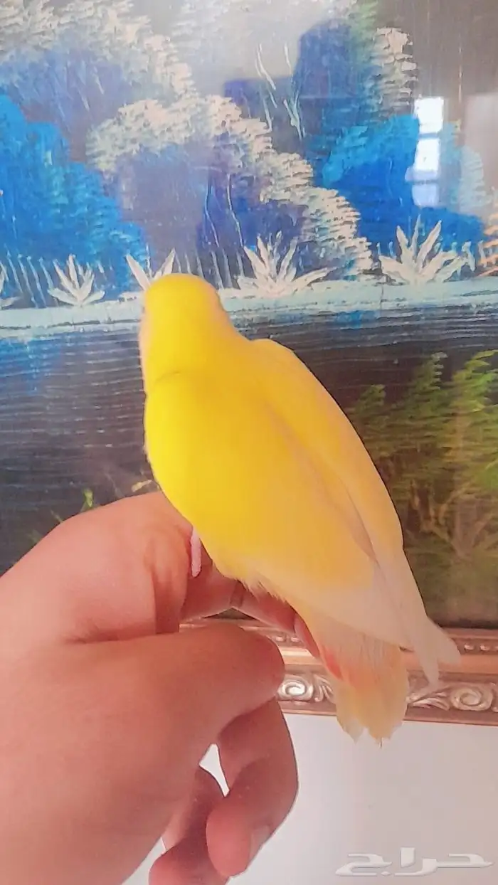 روز فروخ روز هدد 8